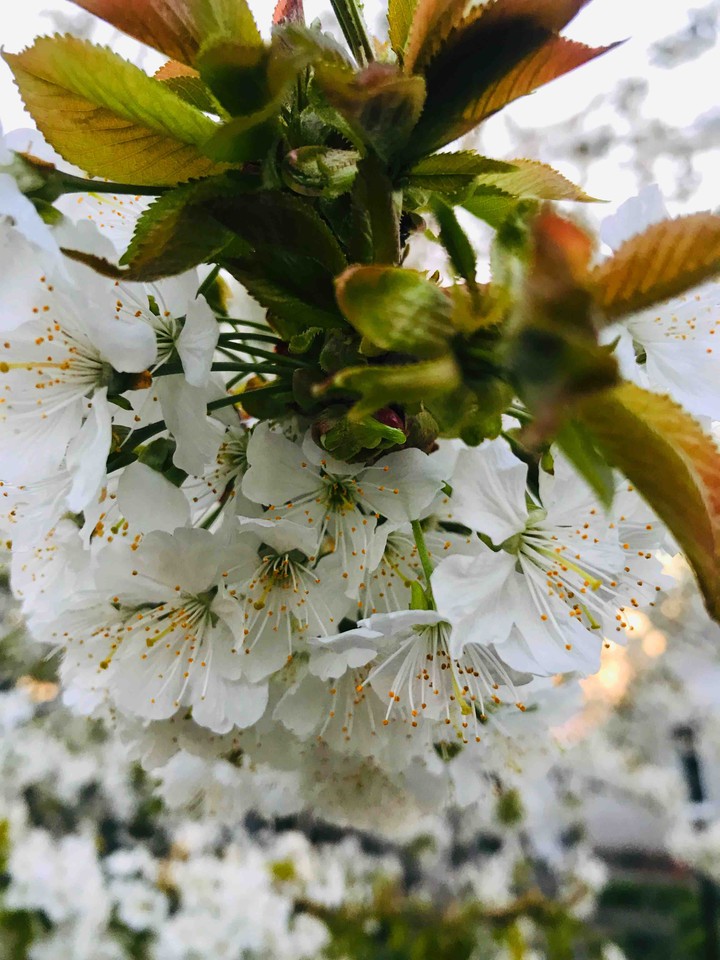 spring