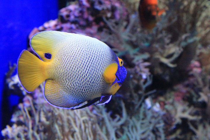 sea life