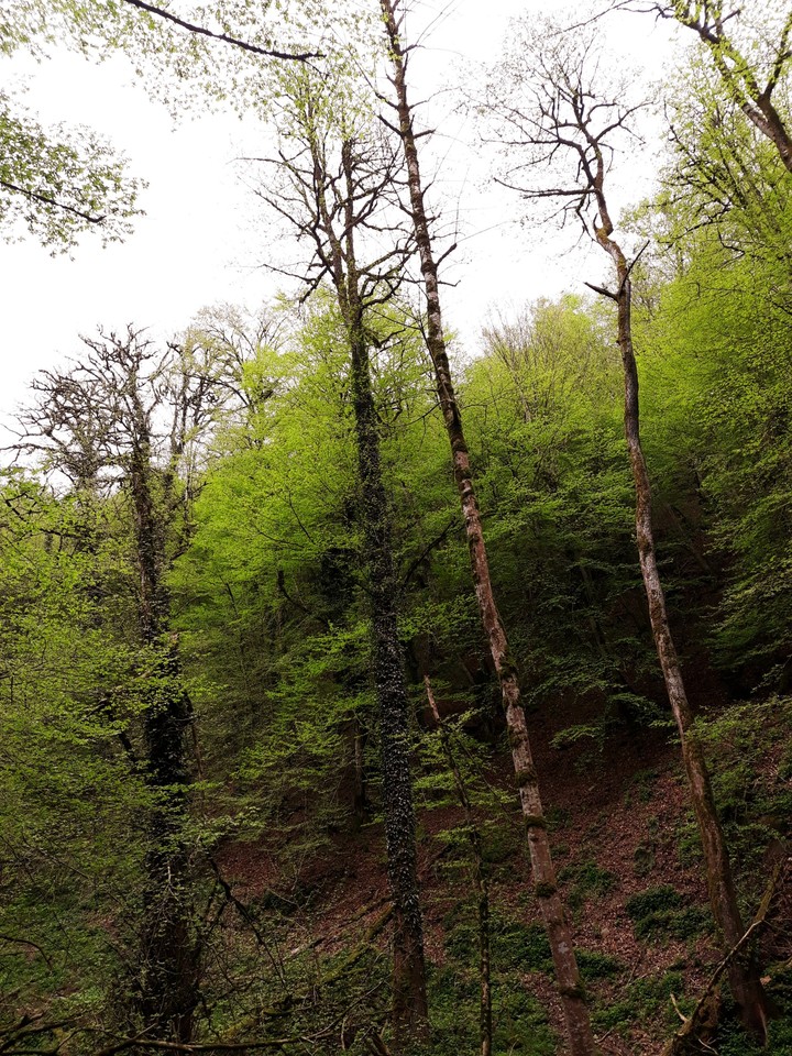Guilan forests