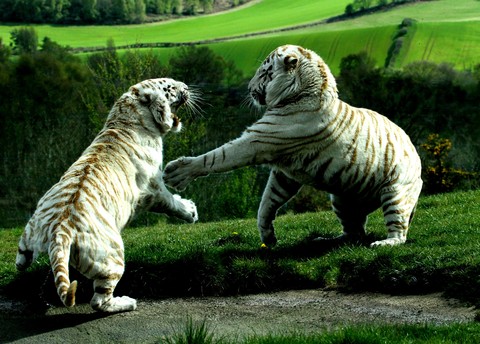 playful....