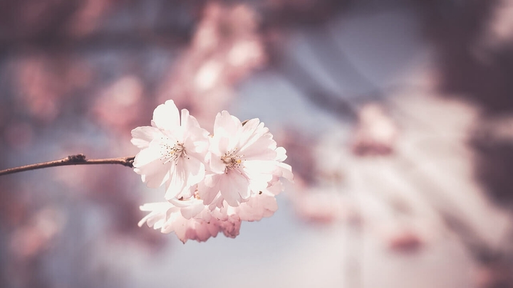 blossom