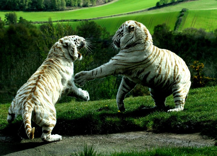 playful....