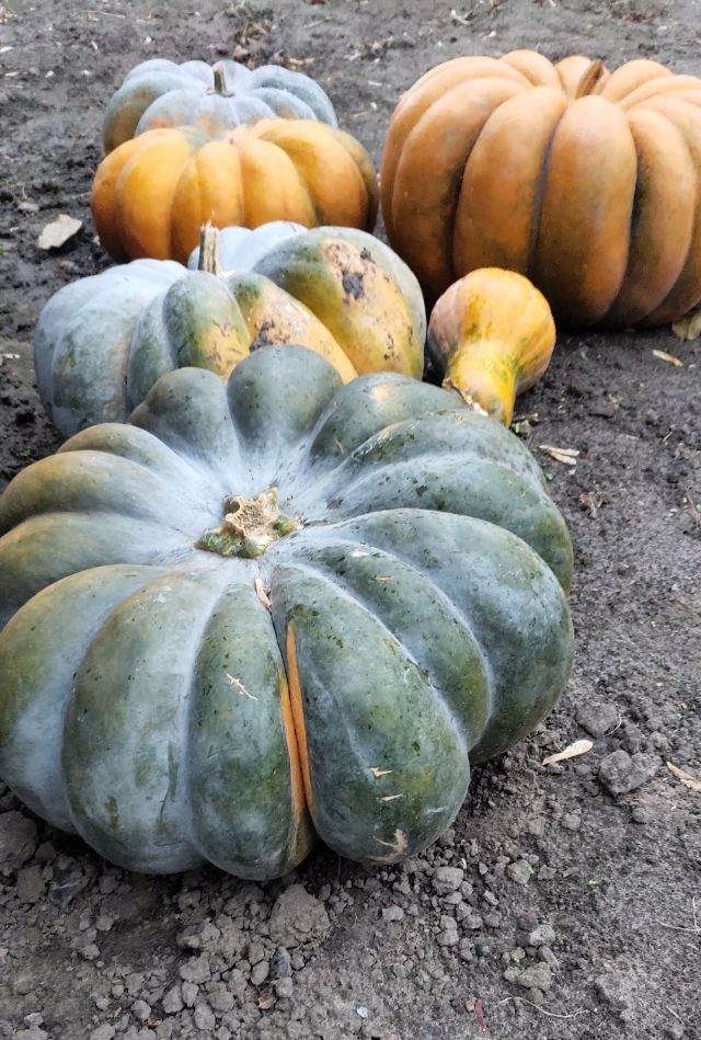 pumpkin