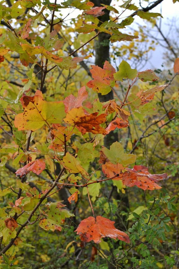 Autumn colors