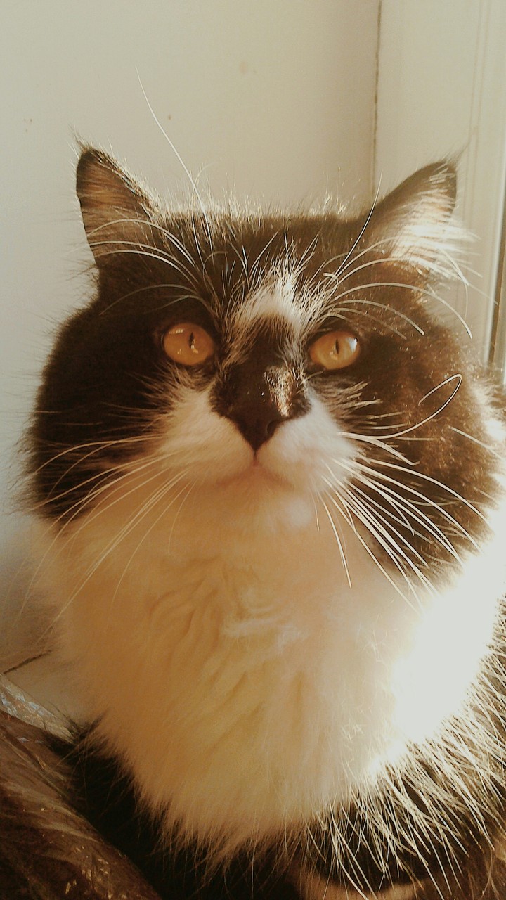 smile cat