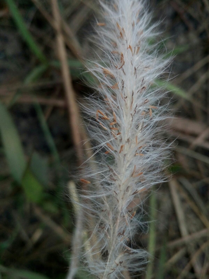 Wild Flower