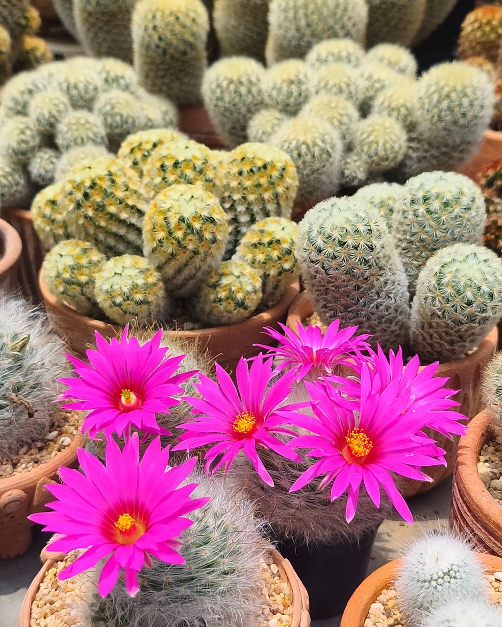 tapety Cactus, thorns