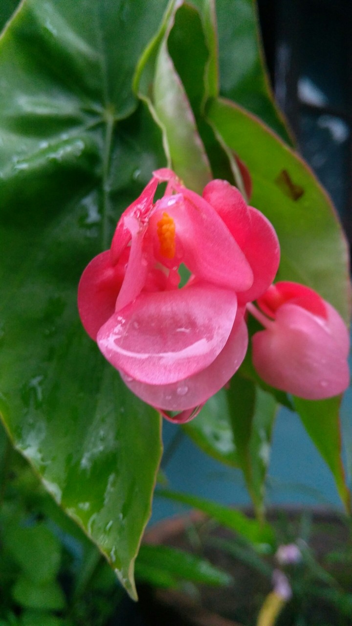 Pink Flower