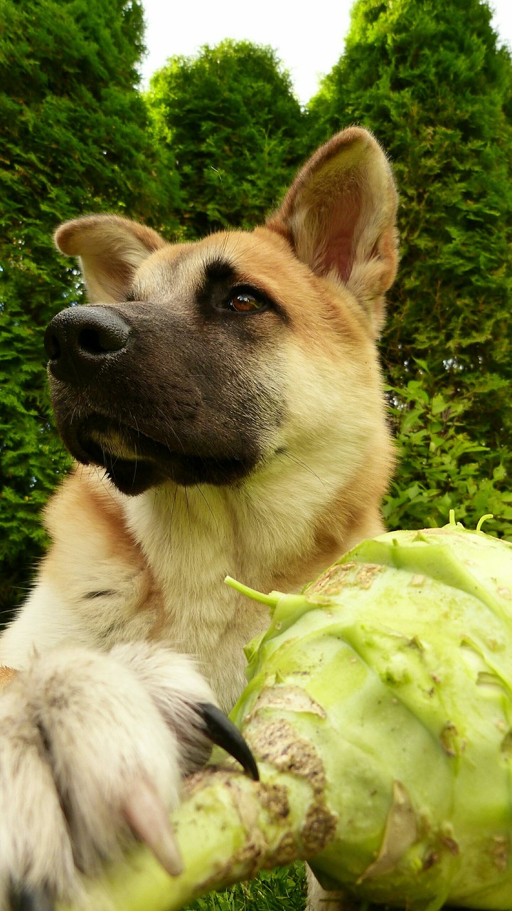vegetarian
