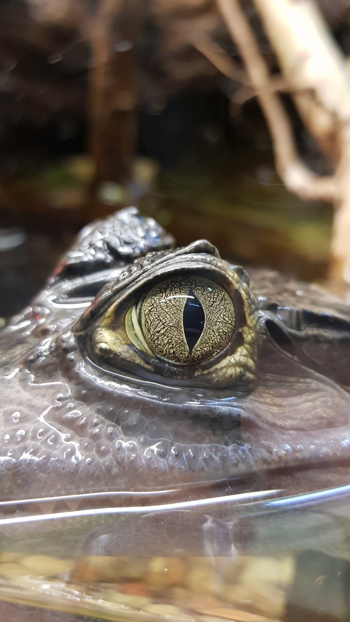 Animal eye