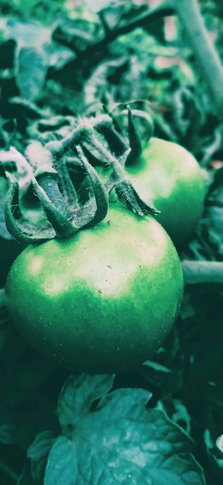 #fruit #hot #OGQ #vegetable