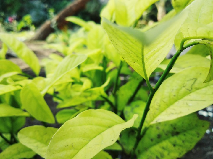 leaves