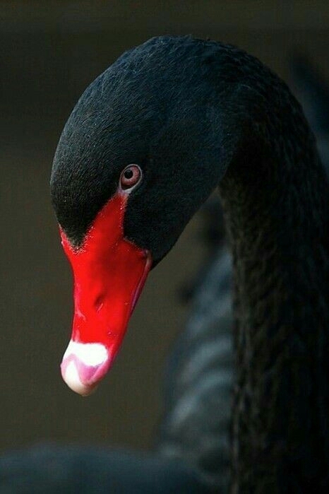 black swan