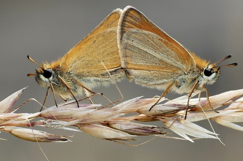 butterfly, lepidoptera háttérképek