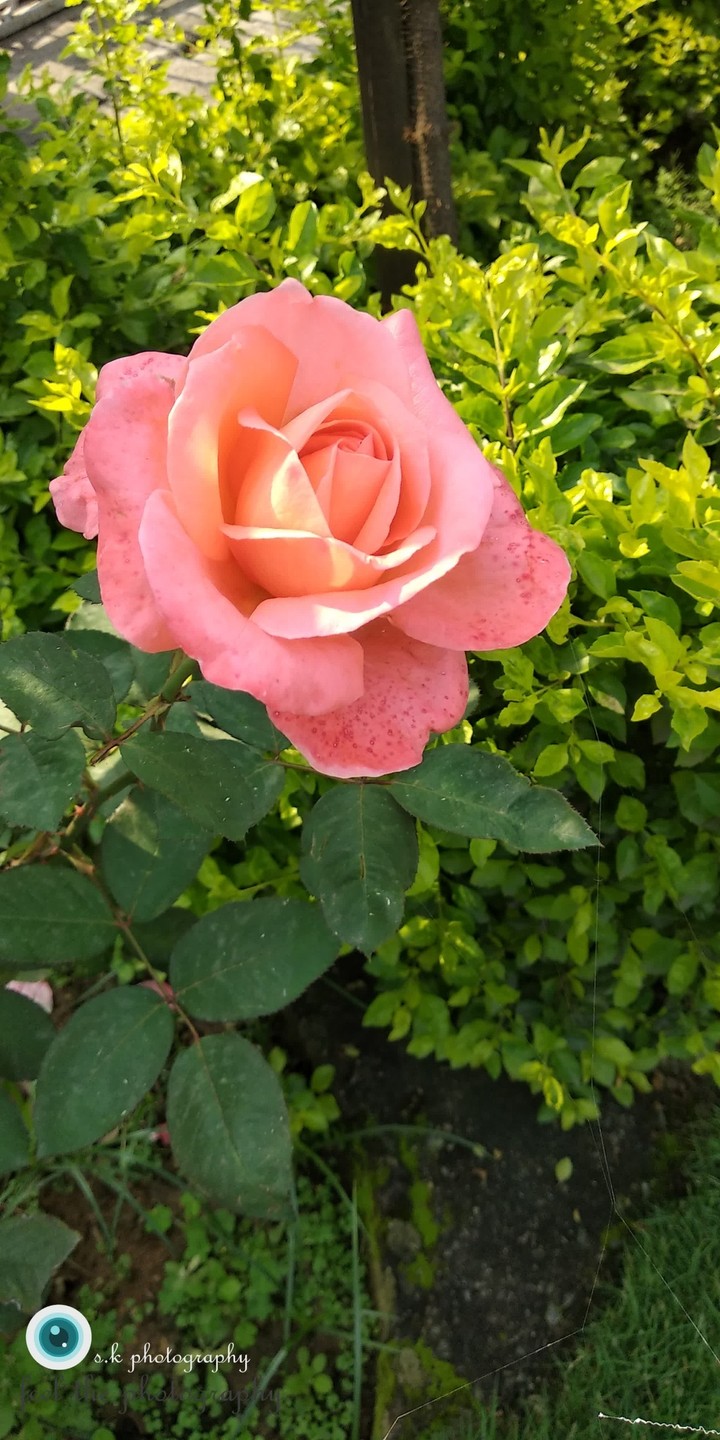 Pinky rose