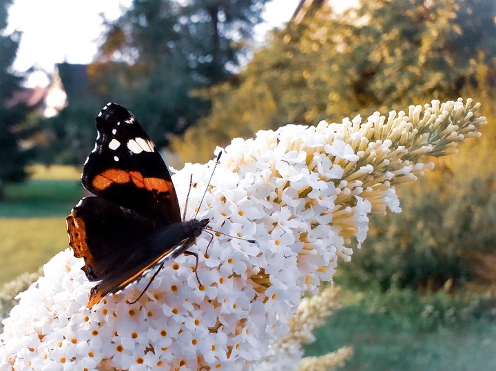 butterfly on flower