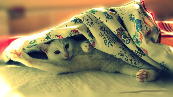 cat