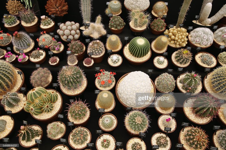 Cactus