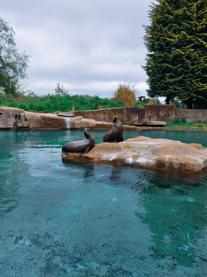 seal