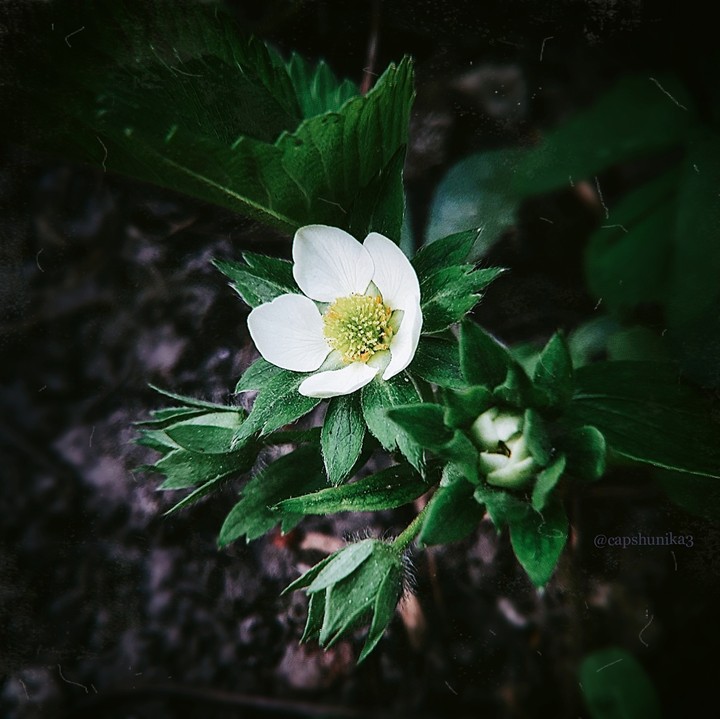 Strawberry flower