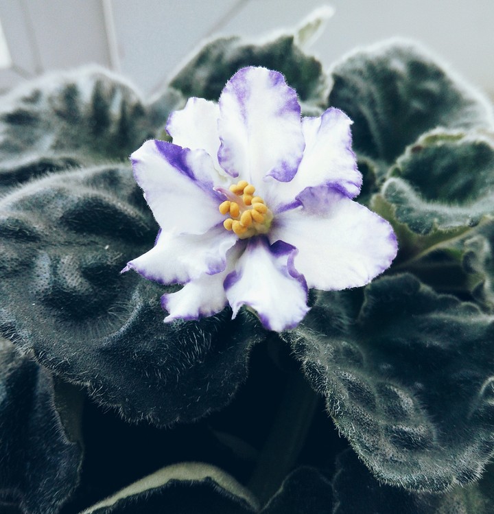 Violet