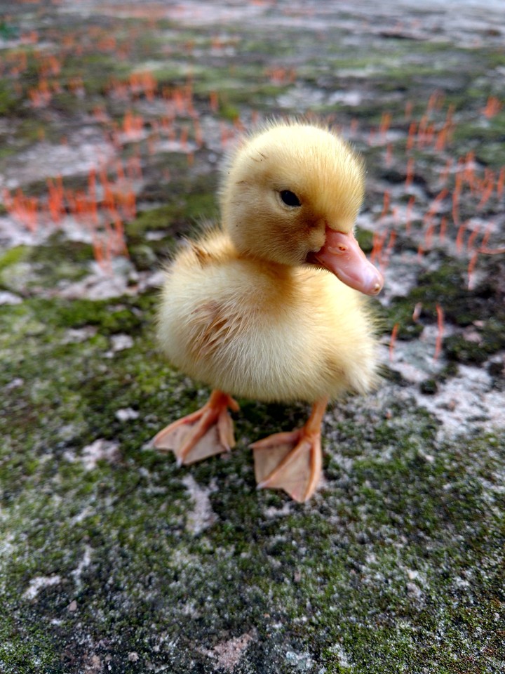 pato