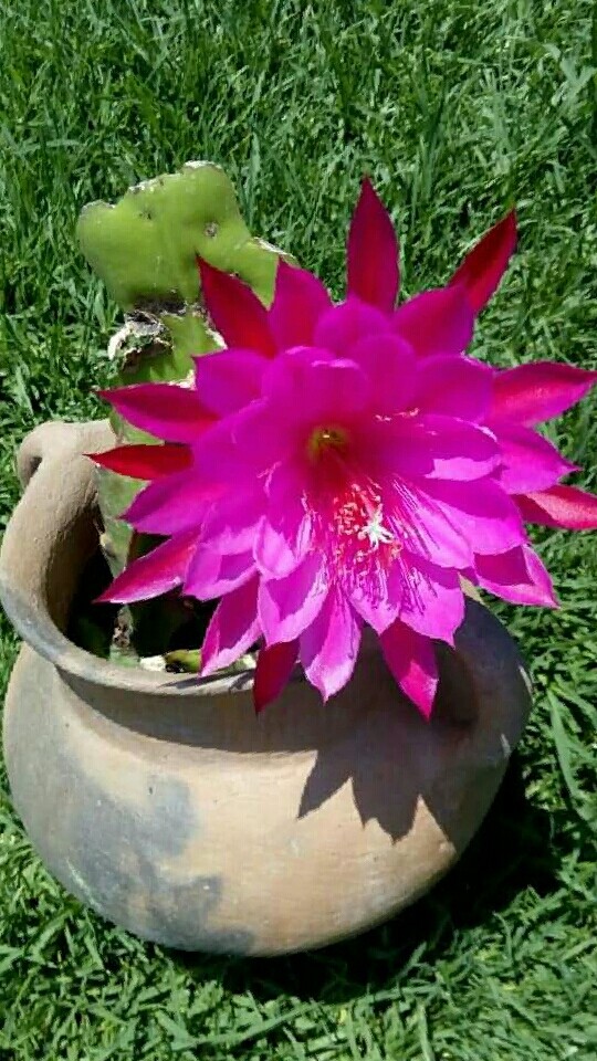 flores