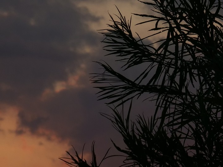 Pflanzen, Himmel, Wolken, Sonnenuntergang