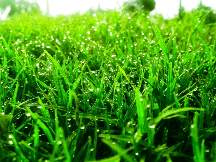 grass with dew