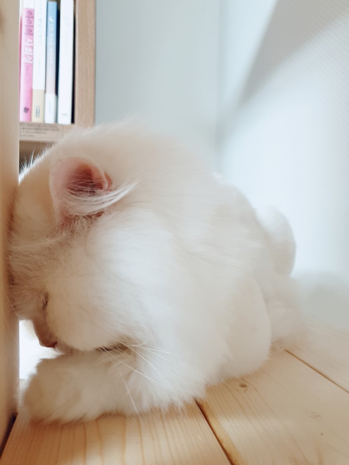 잠자는 고양이