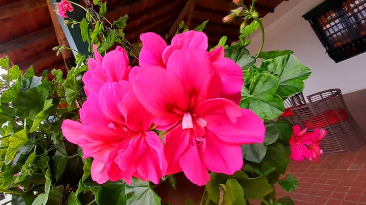 Flower