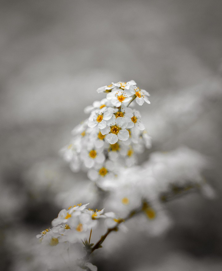Branch