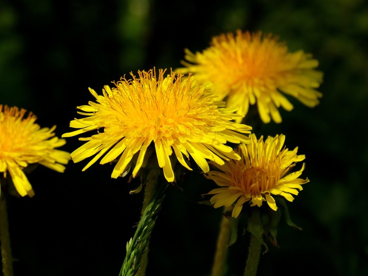 dandelions
