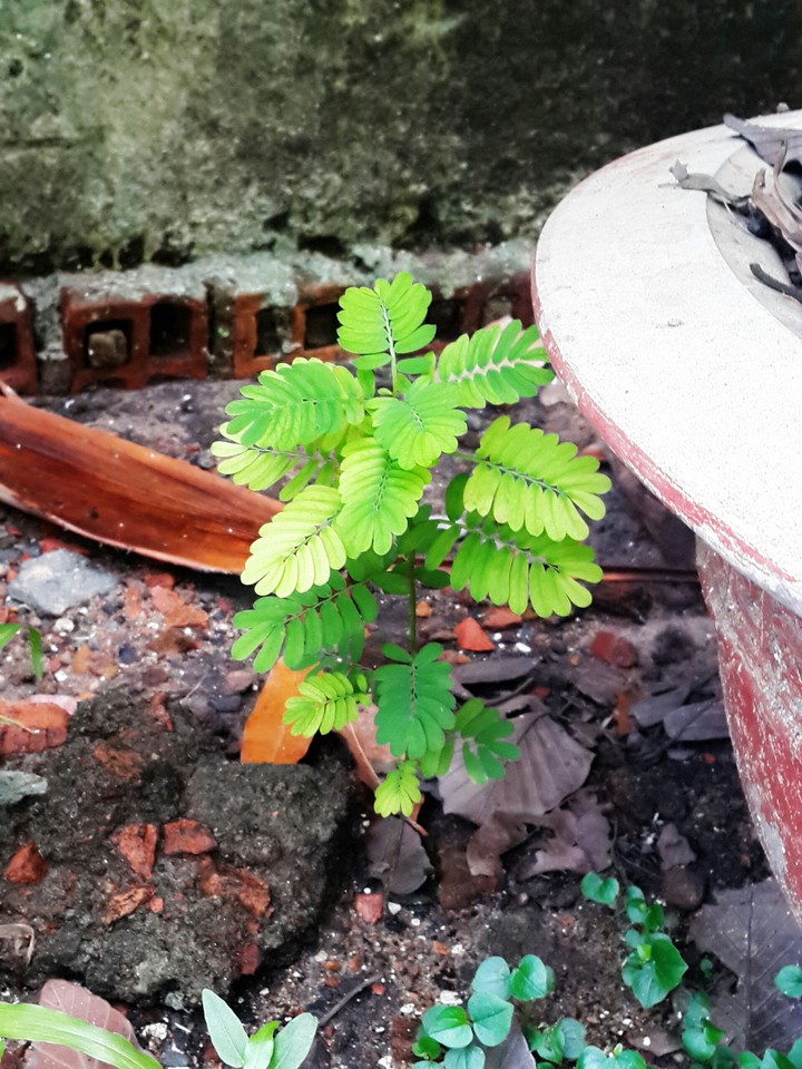 baby tamarind tree
