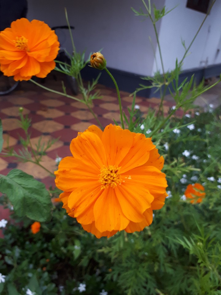 flowers