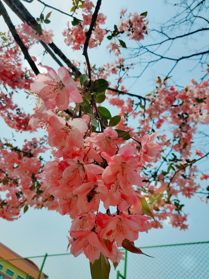 Flower, spring, pink,Cherry Blossom