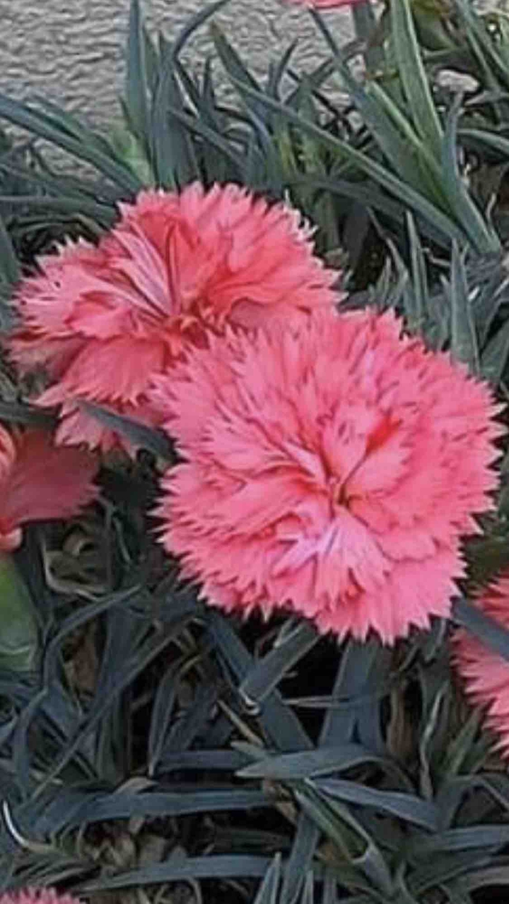 muhmjawad