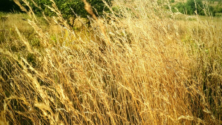 Gold grass