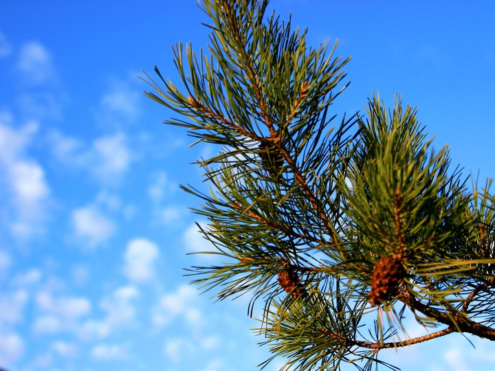 Pine branch with cones