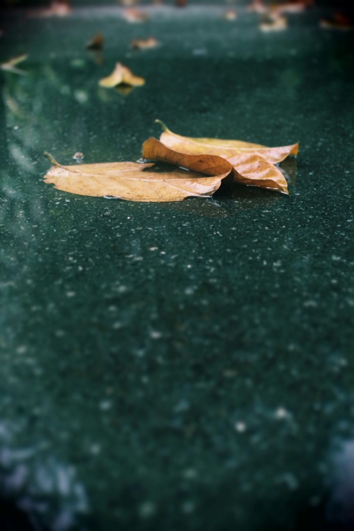 leafs