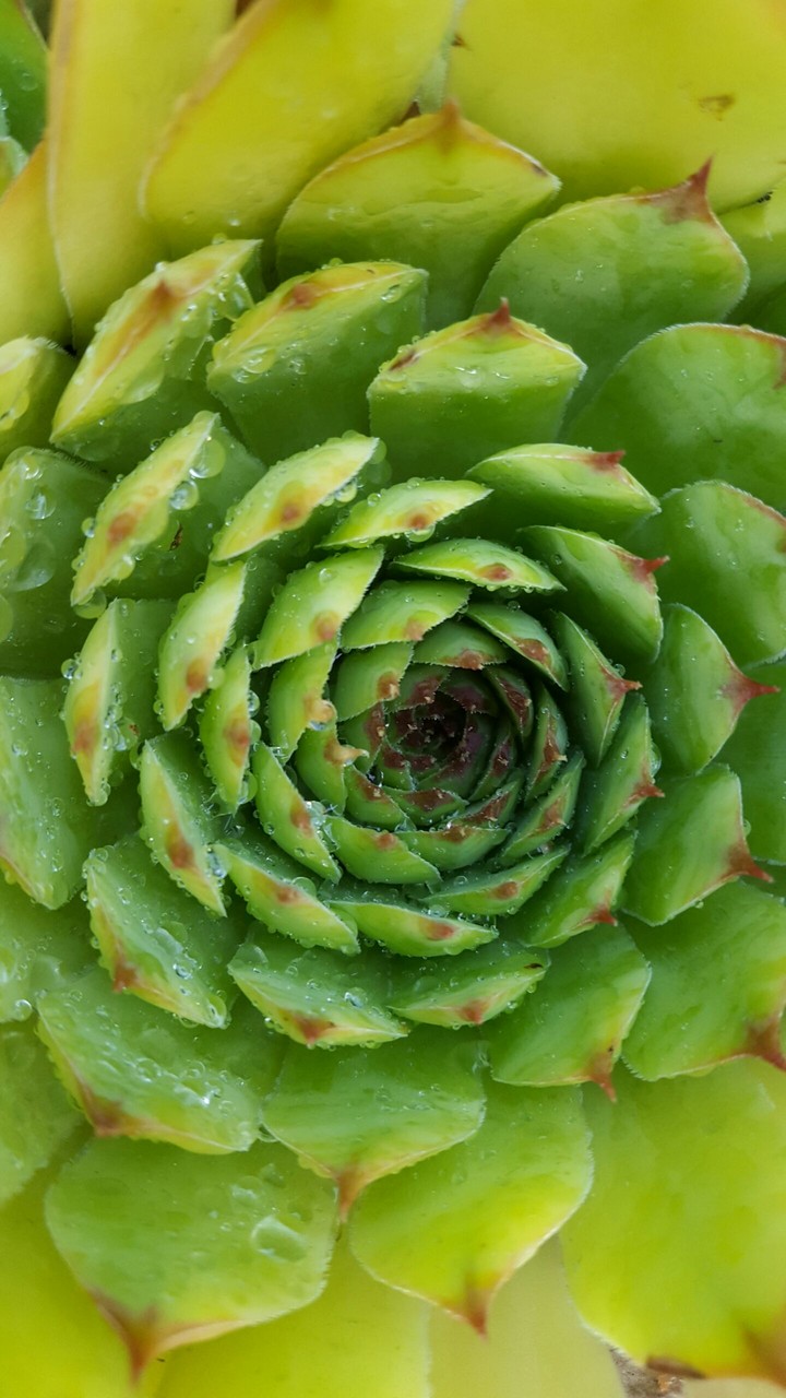 Spiral