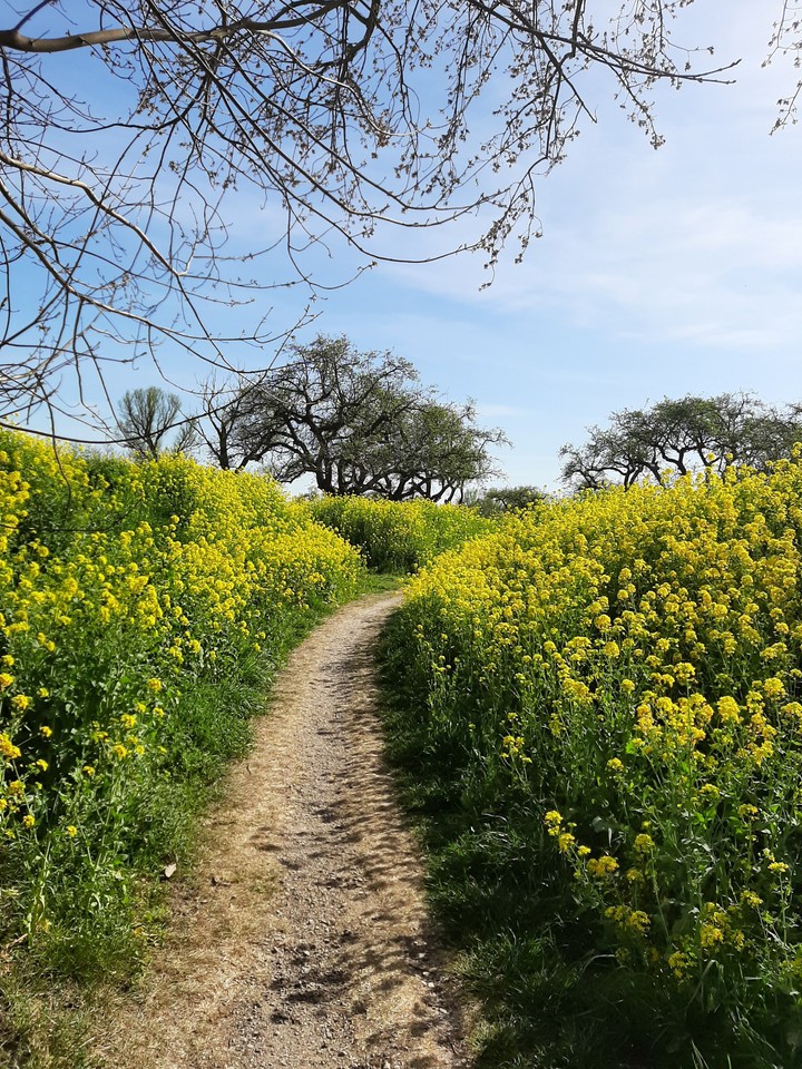 Rapeseed