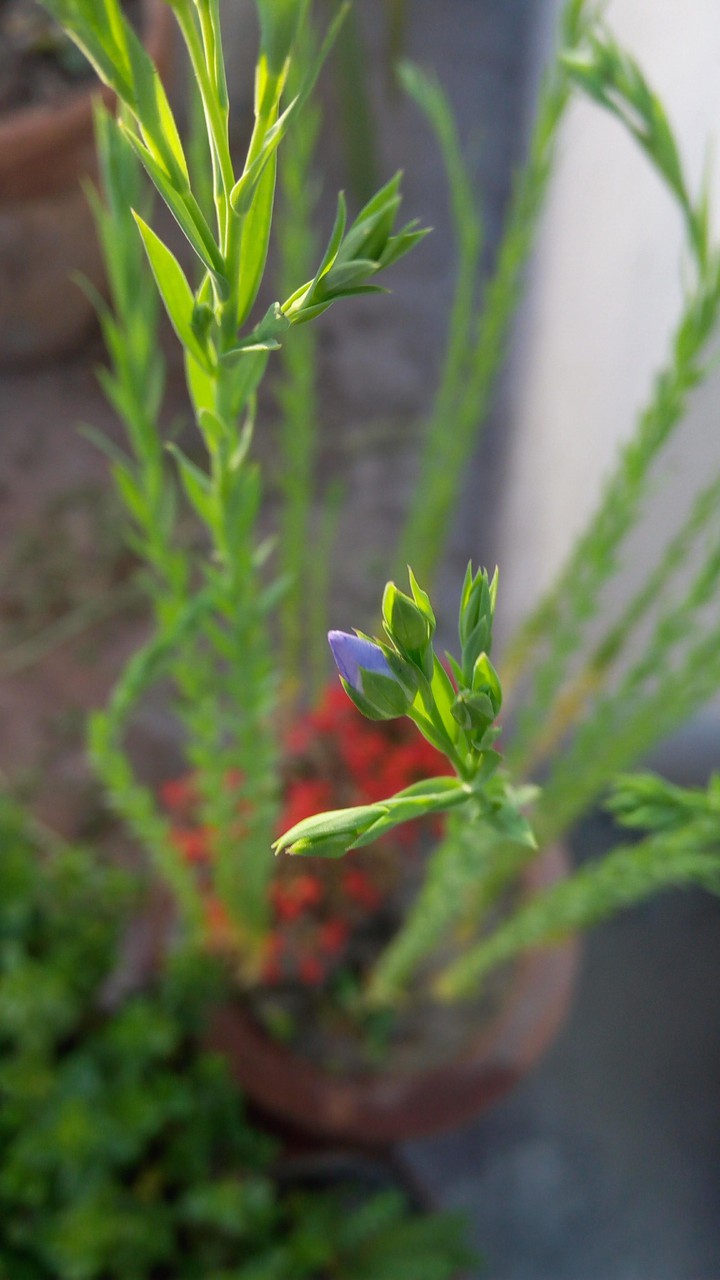 blooming