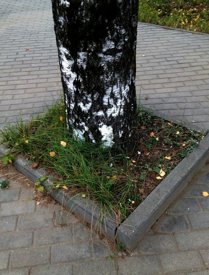дерево