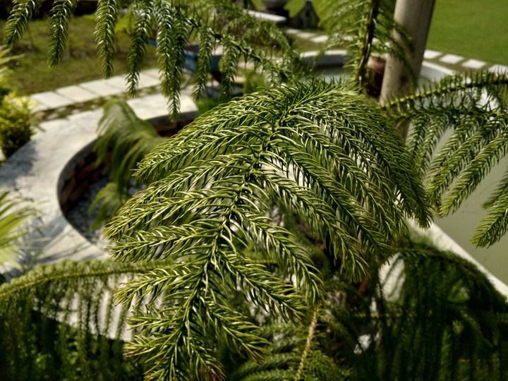 leaf