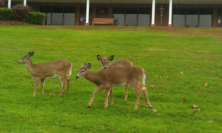 Deer