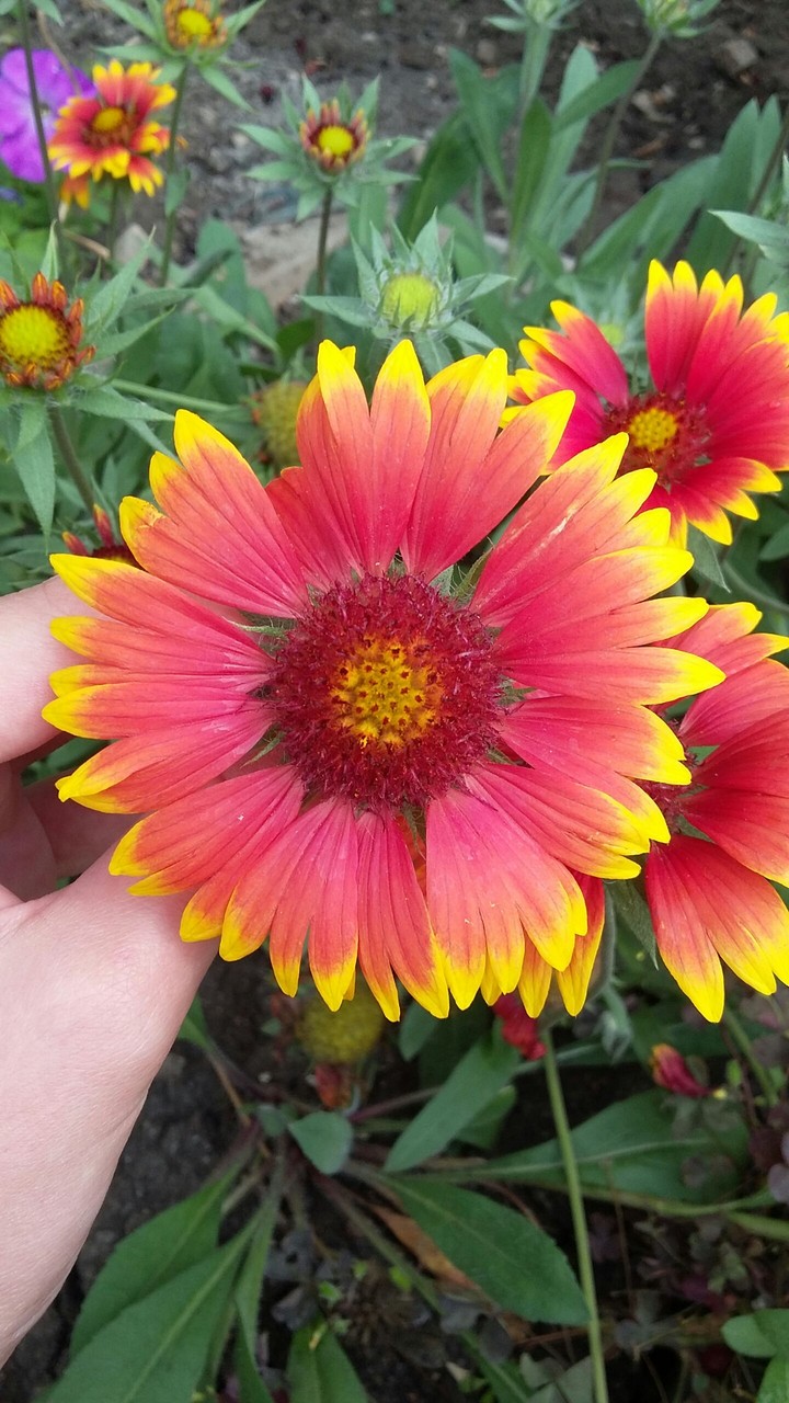 beautiful flower