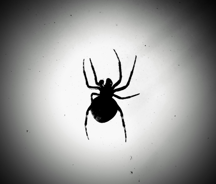 spider