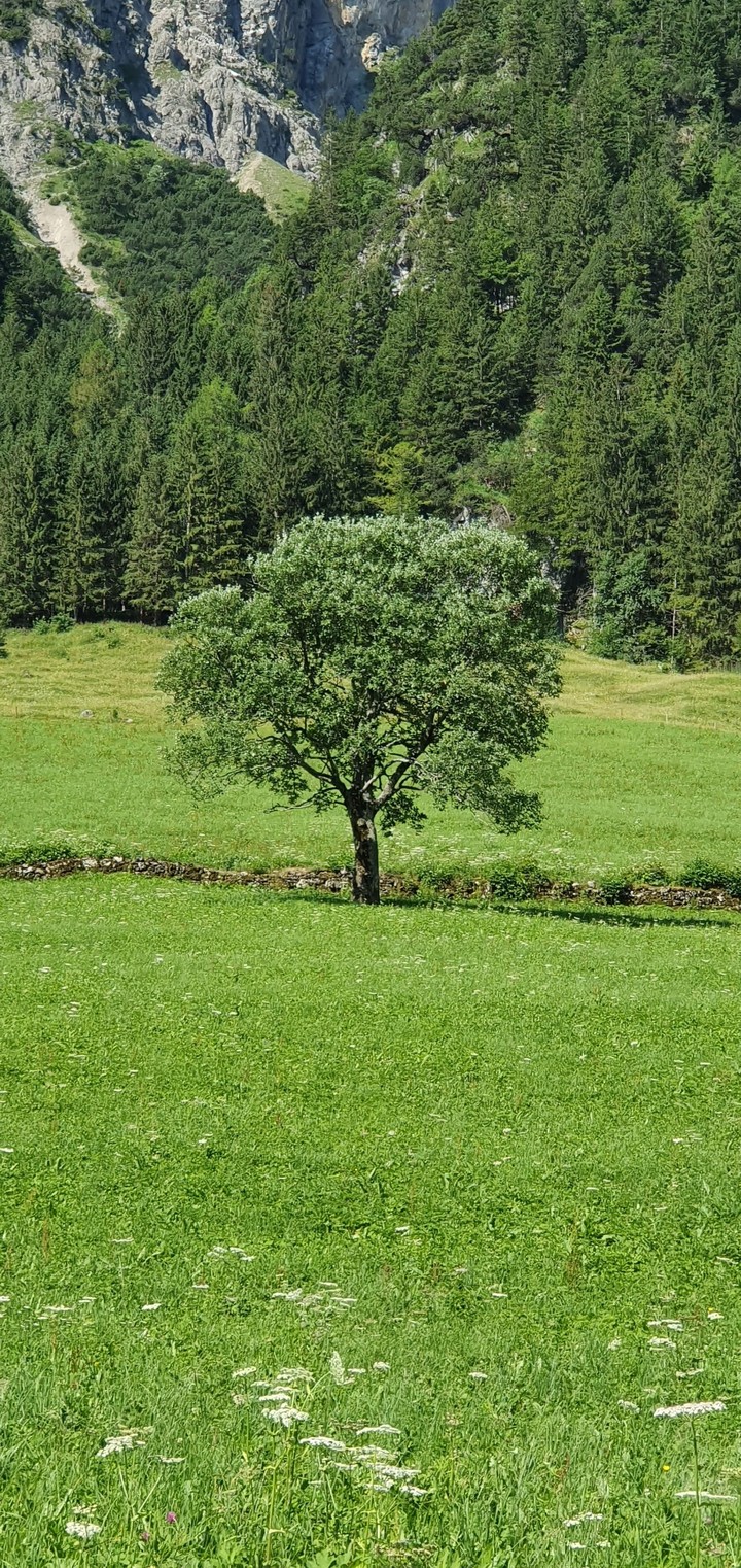 böm