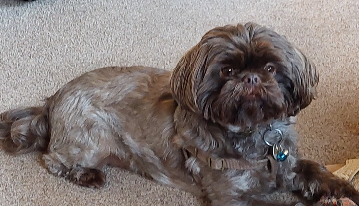 cutie dog